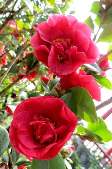 东北楼房室内养茶花，能在室内养茶花吗？