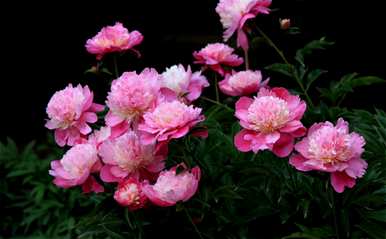 芍药花语是什么意思，芍药花语是什么意思？