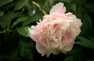 芍药花语是什么意思，芍药花语是什么意思？