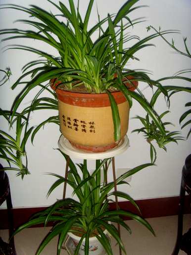 什么盆栽花容易养活又好看，什么盆栽好养活又好看？