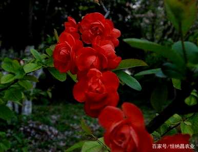 冬红果海棠怎么修剪，冬红果海棠不开花修剪嫩枝？
