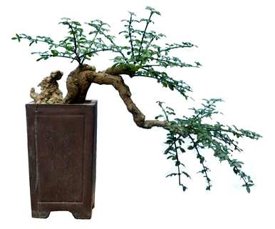 哪种迎春花盆栽最好？如何培育盆栽迎春花？