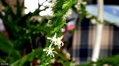 芦笋会开花吗？2米芦笋会开花吗？