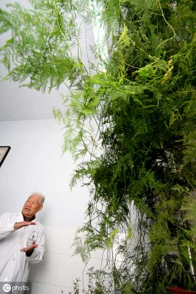 芦笋会开花吗？2米芦笋会开花吗？