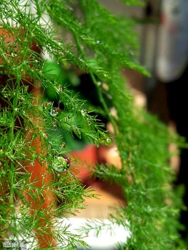 芦笋会开花吗？2米芦笋会开花吗？