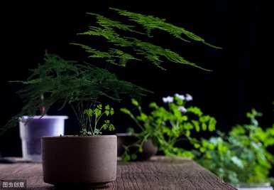 芦笋会开花吗？2米芦笋会开花吗？