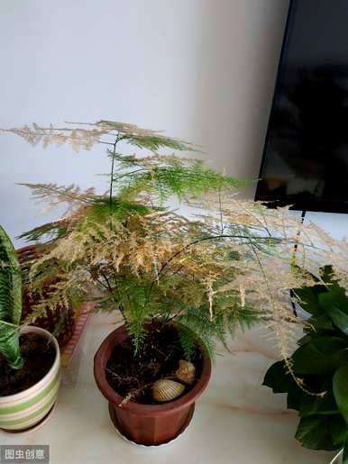 芦笋会开花吗？2米芦笋会开花吗？