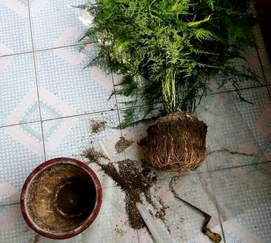 芦笋可以扦插繁殖吗？芦笋扦插繁殖方法简单