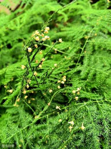 芦笋会开花吗？2米芦笋会开花吗？