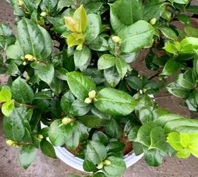 五色赤丹茶花几月开始出芽，茶花几月开始长芽