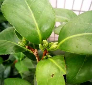 五色赤丹茶花几月开始出芽，茶花几月开始长芽