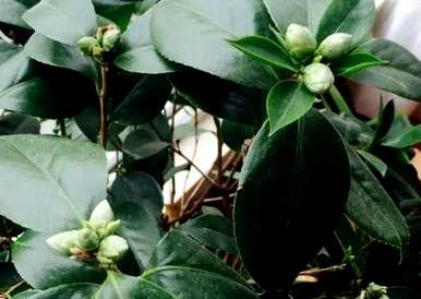 五色赤丹茶花几月开始出芽，茶花几月开始长芽