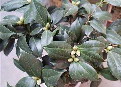 五色赤丹茶花几月开始出芽，茶花几月开始长芽
