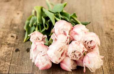 花束里的花怎么养，买的花束怎么养？
