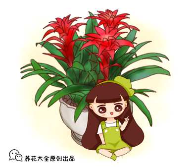 鸿运当头花怎么养？鸿运当头玉扇花适合室内养吗？