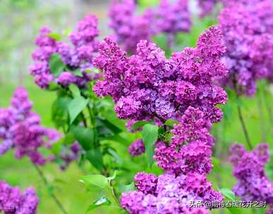什么是丁香花语，什么是丁香花语？