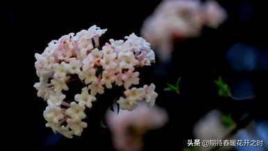 什么是丁香花语，什么是丁香花语？