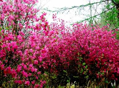 什么是彩色杜鹃花语？四季杜鹃花语是什么意思？