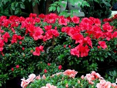 什么是彩色杜鹃花语？四季杜鹃花语是什么意思？