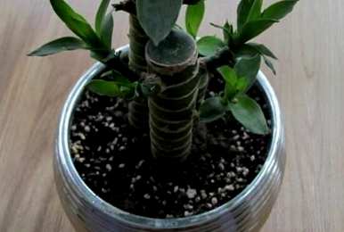 如何养富贵竹生根，如何养富贵竹生根