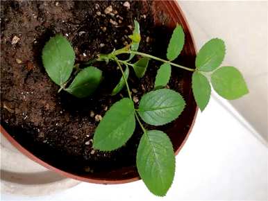 月季花嫁接枝条长出来能活吗？月季花的枝条怎么插？