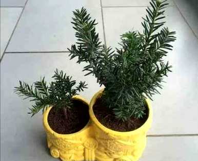 红豆杉什么时候开花结果，红豆杉什么时候开花结果？
