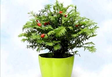 红豆杉什么时候开花结果，红豆杉什么时候开花结果？