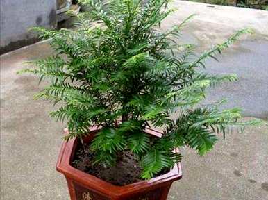 红豆杉什么时候开花结果，红豆杉什么时候开花结果？