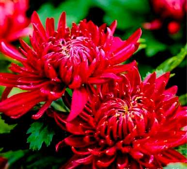 菊花的象征意义是什么，菊花在日本的象征意义是什么？