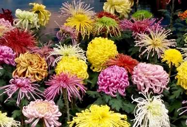 菊花的象征意义是什么，菊花在日本的象征意义是什么？