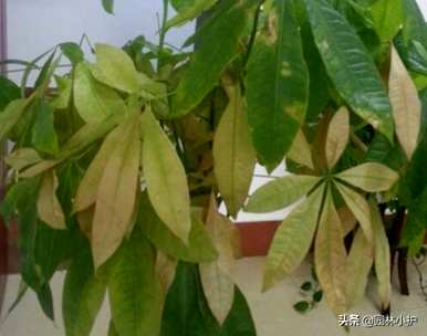 如何处理水培发财树叶发黄，发财树水培根发黄怎么办？