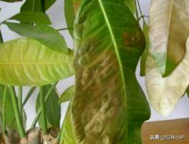 如何处理水培发财树叶发黄，发财树水培根发黄怎么办？