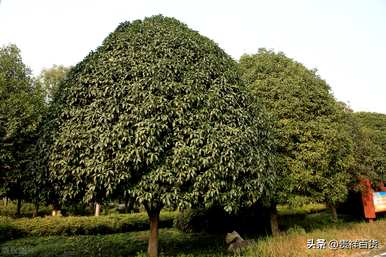 中国名树排名，中国最贵的树排名