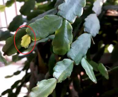 蟹爪兰开花期间的养护，蟹爪兰开花后如何养护？