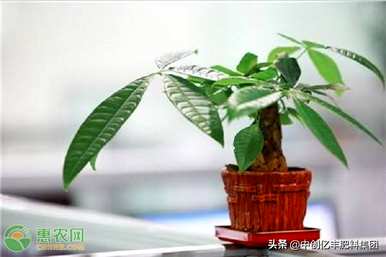 招财树修剪视频全集，招财树如何修剪枝叶？