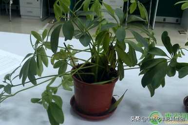 招财树修剪视频全集，招财树如何修剪枝叶？