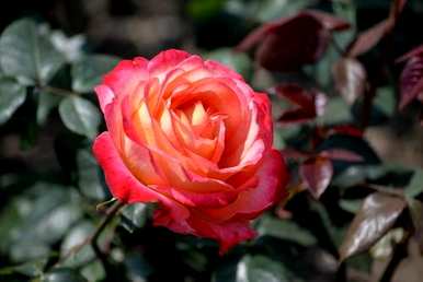 月季花怎么浇水，月季花几天浇水一次