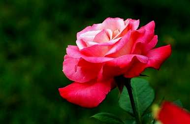 月季花怎么浇水，月季花几天浇水一次