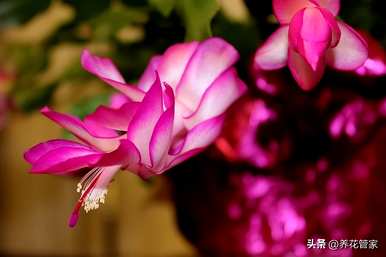 一月哪些花开，月亮哪些花盛开？