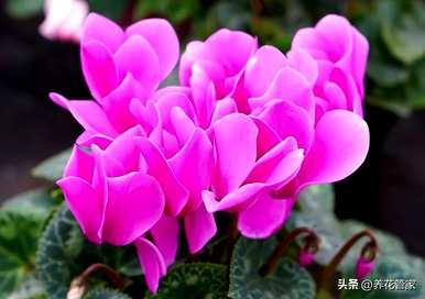 一月哪些花开，月亮哪些花盛开？