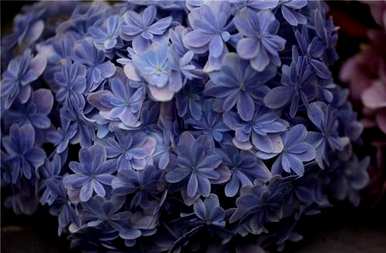 绣球花有哪些名贵品种，适合广东种的绣球花品种？