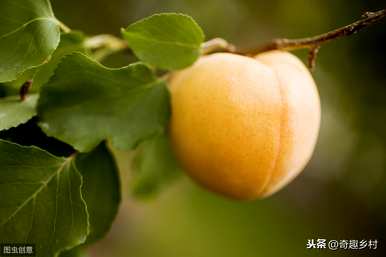 西梅树嫁接杏树可以吗？杏树嫁接什么树最好？