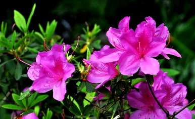 杜鹃花何时修剪，杜鹃花何时修剪