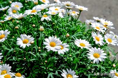 皱菊花代表什么，干菊花代表什么