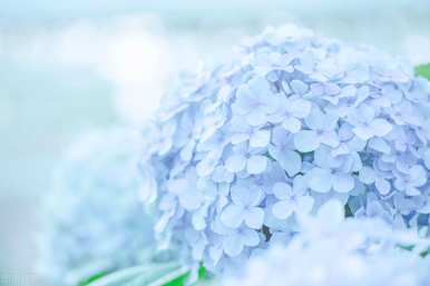 绣球花无尽夏的花语是什么？