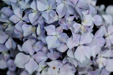 绣球花无尽夏的花语是什么？