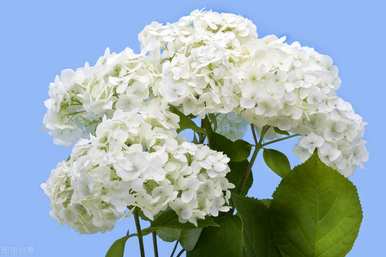 绣球花无尽夏的花语是什么？