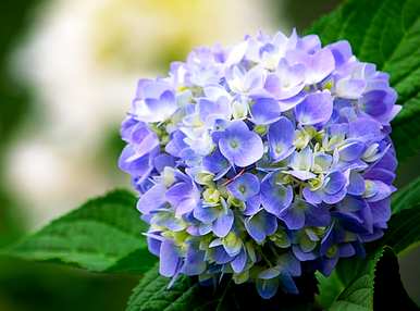 绣球花无尽夏的花语是什么？
