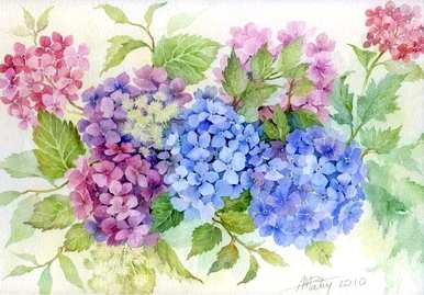 绣球花无尽夏的花语是什么？