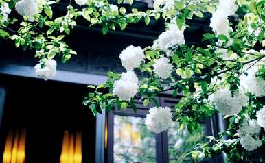 绣球花无尽夏的花语是什么？